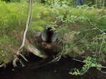 Multiple Culvert Crossing, Lapham Brook at Death Valley Rd, Minot, Maine
