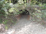 Multiple Culvert Crossing, Littlefield Brook at Park Tote Road, Trout Brook Twp, Maine
