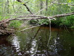 Multiple Culvert Crossing, Locke Brook at Bear Hill Rd, Hollis, Maine