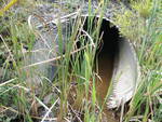 Multiple Culvert Crossing, Long Creek at Gannett Dr, South Portland, Maine