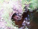 Multiple Culvert Crossing, Main Stream at Black Road, Searsport, Maine