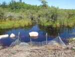 Multiple Culvert Crossing, Meadow Brook at Jordan Rd, Auburn, Maine