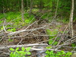 Multiple Culvert Crossing, Merrifield Brook at Guptil, Limington, Maine