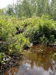 Multiple Culvert Crossing, Muddy River at Lambs Mills Rd, Naples, Maine