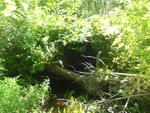 Multiple Culvert Crossing, North Branch Little River at Emery Rd, Standish, Maine