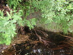 Multiple Culvert Crossing, Page Brook at Dexter Mills Rd, Barnard Twp, Maine