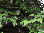 Multiple Culvert Crossing, Pool Brook at North Road, Lee, Maine