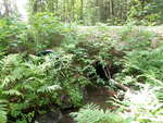 Multiple Culvert Crossing, Rodgers Brook at Chadborn Hill, Bridgton, Maine