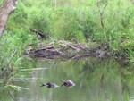 Multiple Culvert Crossing, Roseanne Brook at Maranacook Rd, Winthrop, Maine