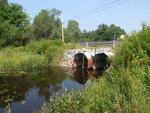 Multiple Culvert Crossing, Runaround Brook at Larwence Rd, Durham, Maine