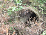 Multiple Culvert Crossing, Tannery Brook at Wilson Pond Rd, Monmouth, Maine