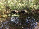 Multiple Culvert Crossing, Trib To Nezinscot River at Center Bridge Rd, Turner, Maine