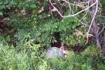 Culvert Crossing at Avenue Road, Exeter, Maine