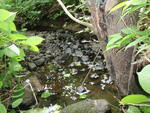 Culvert Crossing at Avon Valley Road, Avon, Maine