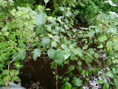 image preview