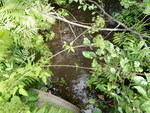 Culvert Crossing, Linneus, Maine