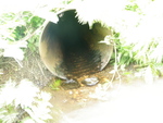 Culvert Crossing, Linneus, Maine
