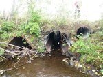 Multiple Culvert Crossing, Hoyt Brook, Monticello, Maine