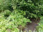 Multiple Culvert Crossing, Monticello, Maine