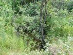 Culvert Crossing, Littleton, Maine