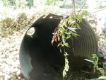 Culvert Crossing, Littleton, Maine