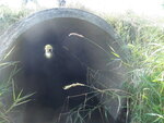 Culvert Crossing, Houlton, Maine