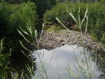 Culvert Crossing, Lamb Brook, New Limerick, Maine