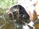 Culvert Crossing, Durrell Brook, Amity, Maine