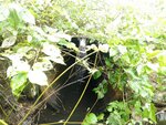 Culvert Crossing, Monticello, Maine
