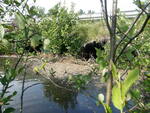 Multiple Culvert Crossing, Clark Brook, Presque Isle, Maine