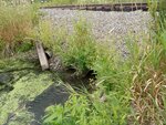 Multiple Culvert Crossing, Easton, Maine