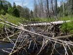 Culvert Crossing, Williams Brook, Presque Isle, Maine