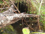 Culvert Crossing, Webbertown Twp, Maine