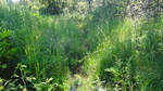 Unknown Crossing, School Brook, Oxbow Plt, Maine