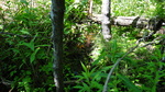 Culvert Crossing, Presque Isle, Maine