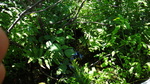 Culvert Crossing, Presque Isle, Maine