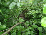 Culvert Crossing, Presque Isle, Maine