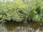 Culvert Crossing, Stewart Brook, Hodgdon, Maine