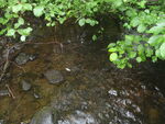 Culvert Crossing, Garfield Plt, Maine