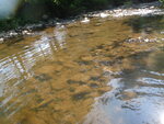 Culvert Crossing, South Branch Caribou Stream, Woodland, Maine