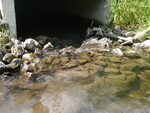 Culvert Crossing, Nichols Brook, Limestone, Maine