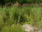 Culvert Crossing, Connor Twp, Maine