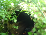 Culvert Crossing, Limestone, Maine