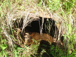 Multiple Culvert Crossing, Caswell, Maine