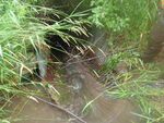 Culvert Crossing, Connor Twp, Maine