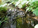 Culvert Crossing, Factory Brook, Limestone, Maine