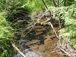 Culvert Crossing, Woodland, Maine