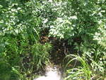 Culvert Crossing, Woodland, Maine
