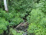 Culvert Crossing, Woodland, Maine