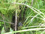 Culvert Crossing, Wade, Maine